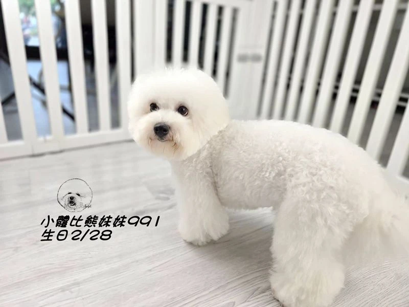 小體型 短腿 短吻 爆毛 大眼 比熊妹妹991