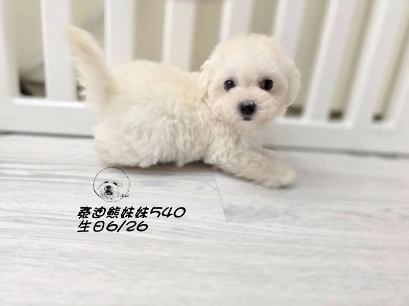奶白泰迪熊 大眼   爆毛 妹妹540