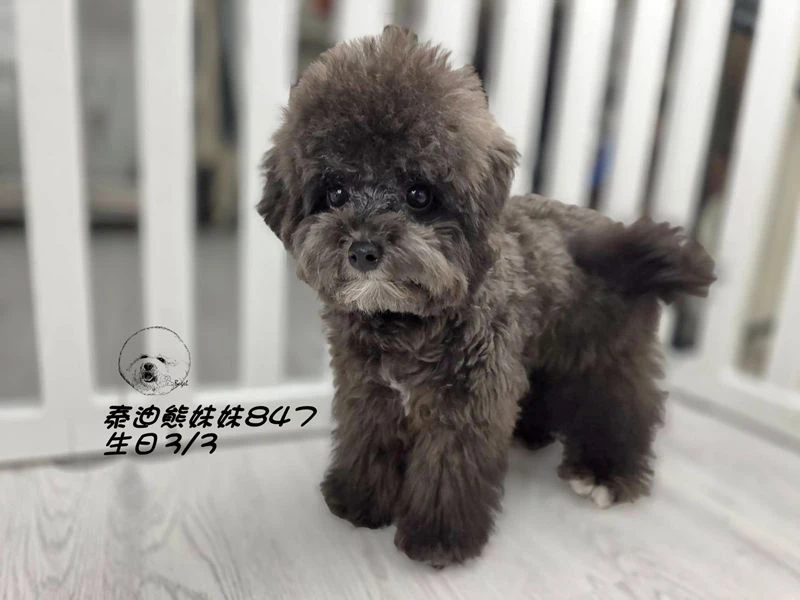 泰迪熊 短吻 短腿 大眼 爆毛 灰色妹妹847