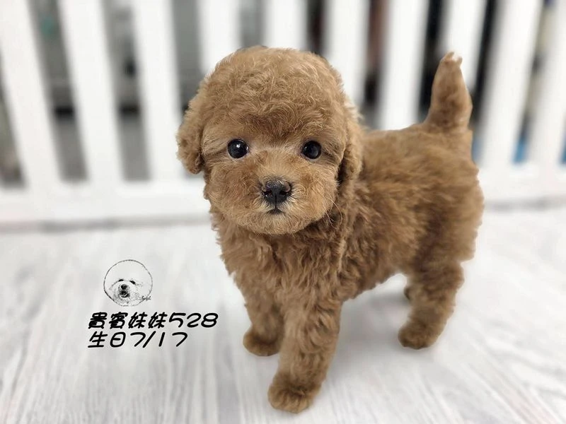 短吻 爆毛 紅貴賓妹妹528(已回家)