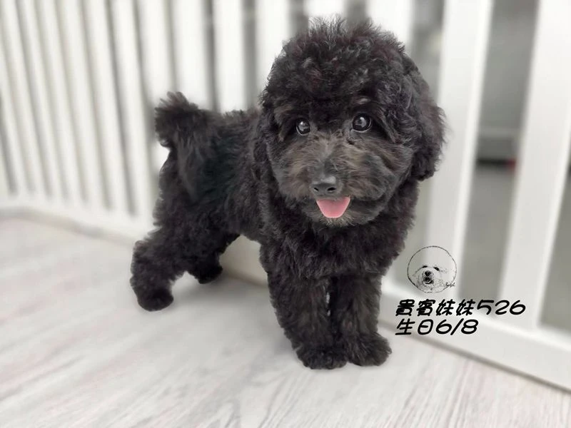 爆毛 黑貴賓妹妹526