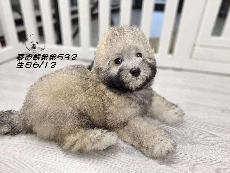 香檳灰 泰迪熊 短吻 短腿 爆毛 弟弟532(已回家)