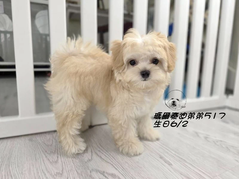 奶油瑪爾泰迪 短吻 短腿 爆毛 弟弟517(已回家)