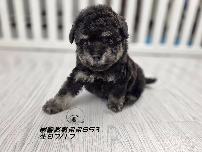 爆毛 幽靈貴賓弟弟853