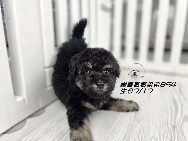 ?爆毛 幽靈貴賓弟弟854