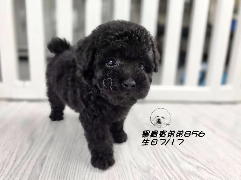 爆毛 黑貴賓弟弟856