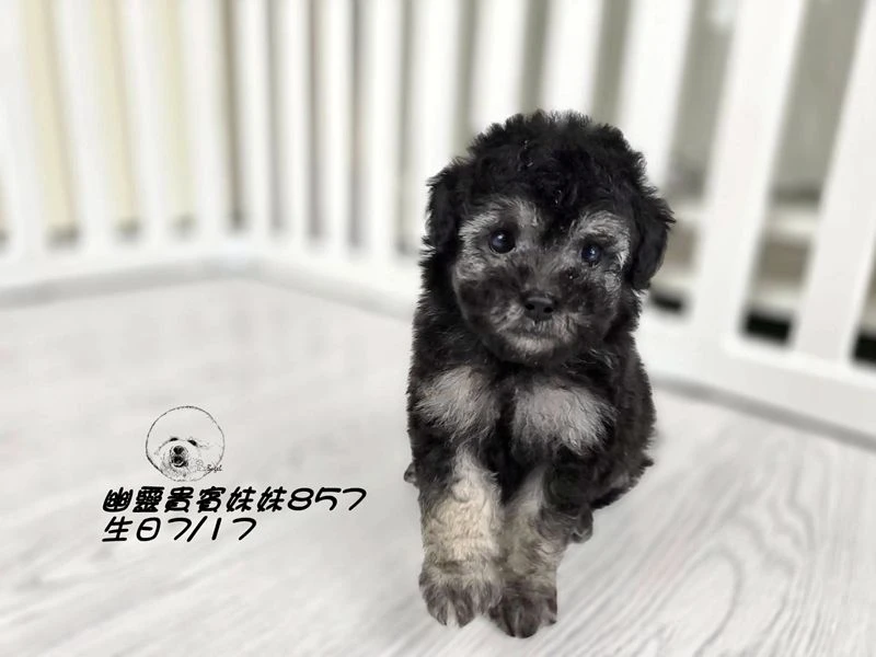 ?爆毛 幽靈貴賓妹妹857(厚道)