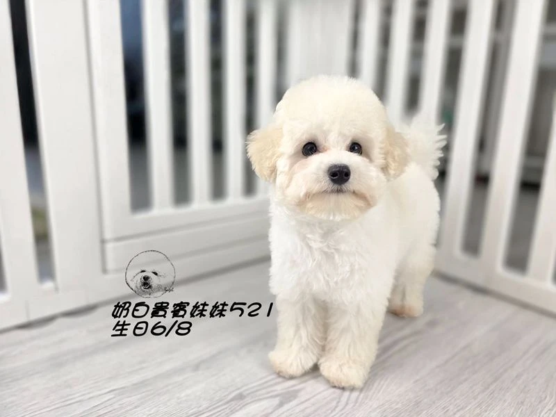 奶油白 大眼 爆毛 貴賓妹妹521