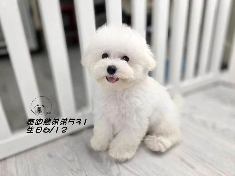 白泰迪熊爆毛 弟弟531