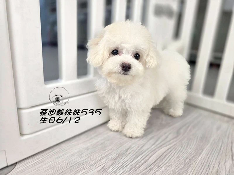 奶白泰迪熊 妹妹535