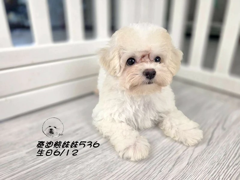 奶油花泰迪熊 大眼 短吻   妹妹536