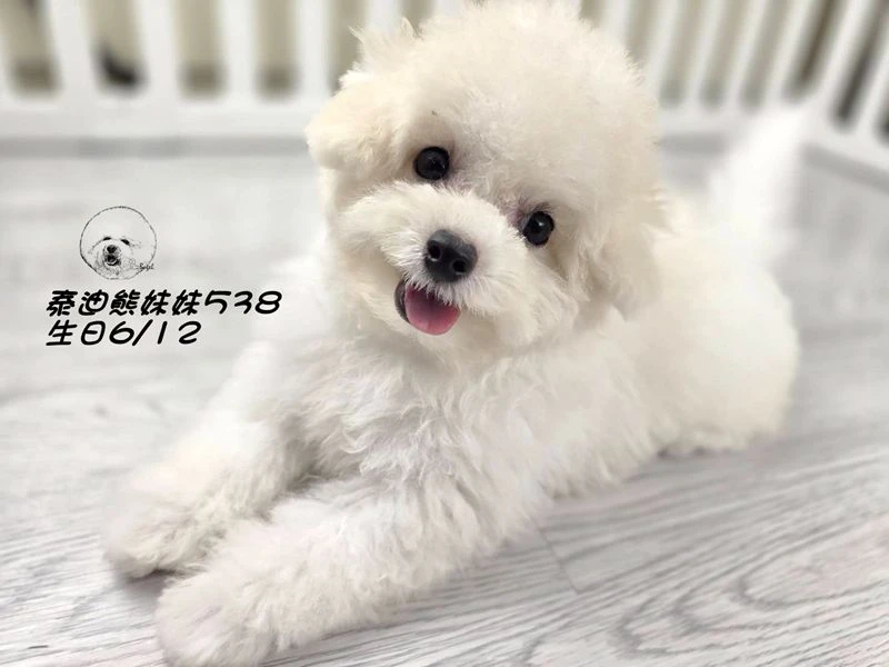 奶白泰迪熊 大眼 短吻 短腿 妹妹538