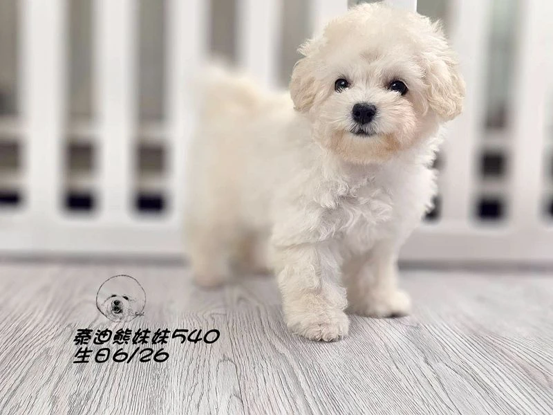奶白泰迪熊 妹妹540