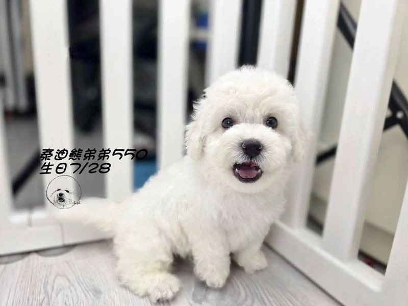 奶白 泰迪熊 大眼 短腿 爆毛 弟弟550