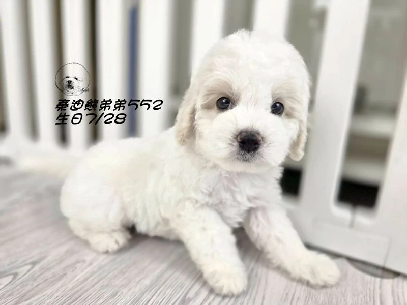 奶白花 泰迪熊 爆毛 弟弟552