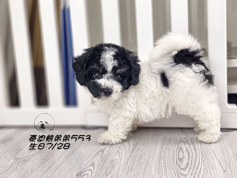 黑白花 泰迪熊 大眼 短腿 短吻 爆毛 弟弟553