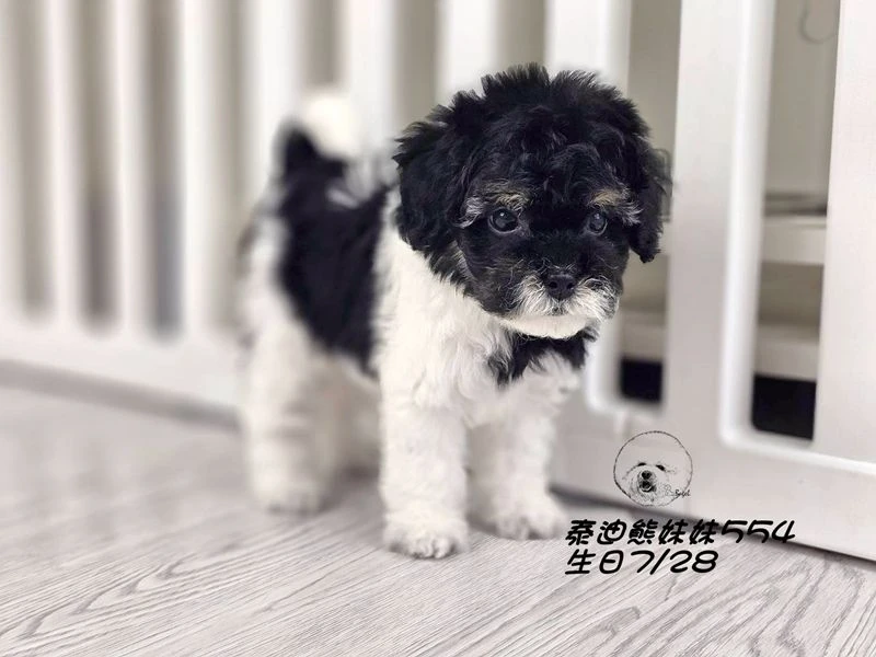 黑白花 泰迪熊  爆毛 妹妹554(已預定)