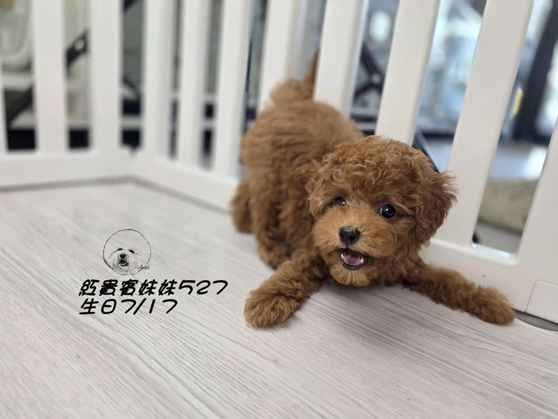 紅貴賓妹妹527