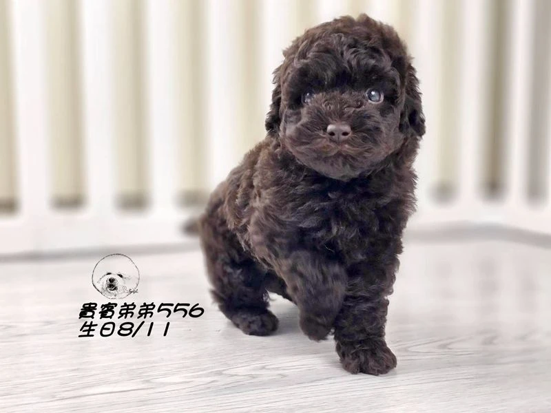 ?爆毛 大眼 巧克力貴賓 弟弟556