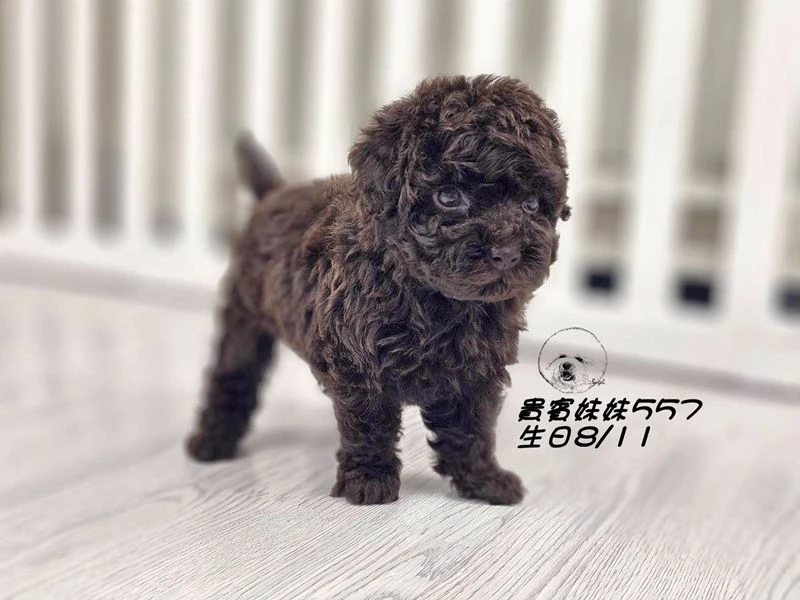 爆毛 大眼 巧克力貴賓 妹妹557