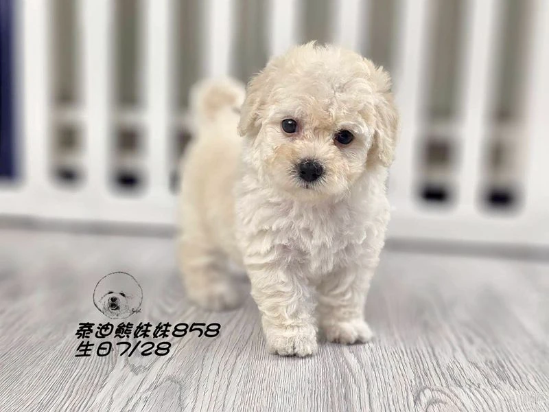 奶白泰迪熊 大眼 爆毛 妹妹858