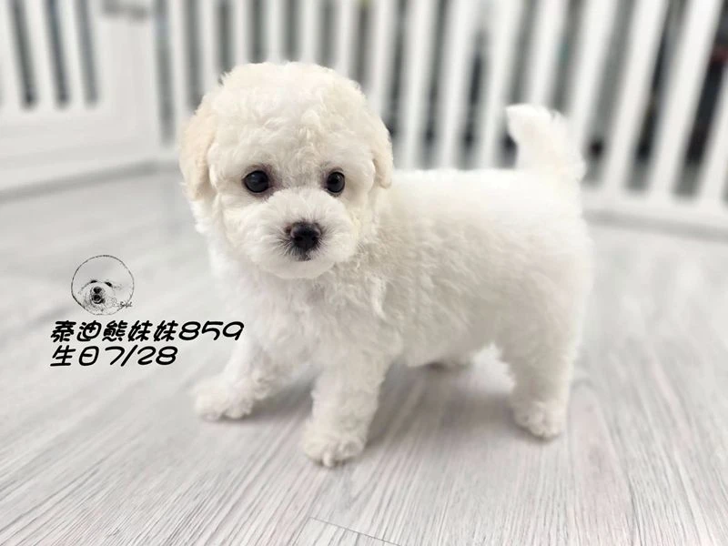 奶白泰迪熊 大眼 爆毛 妹妹859