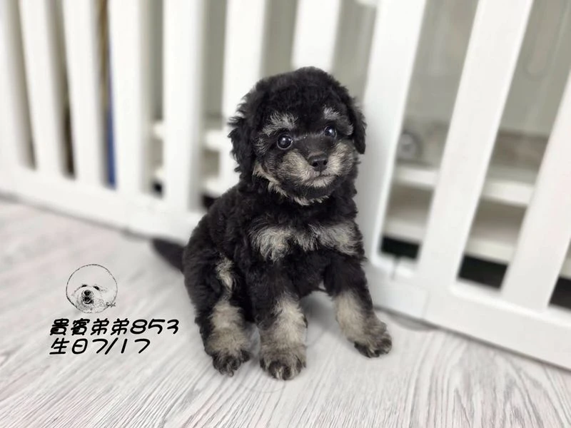 爆毛 大眼 幽靈貴賓弟弟853