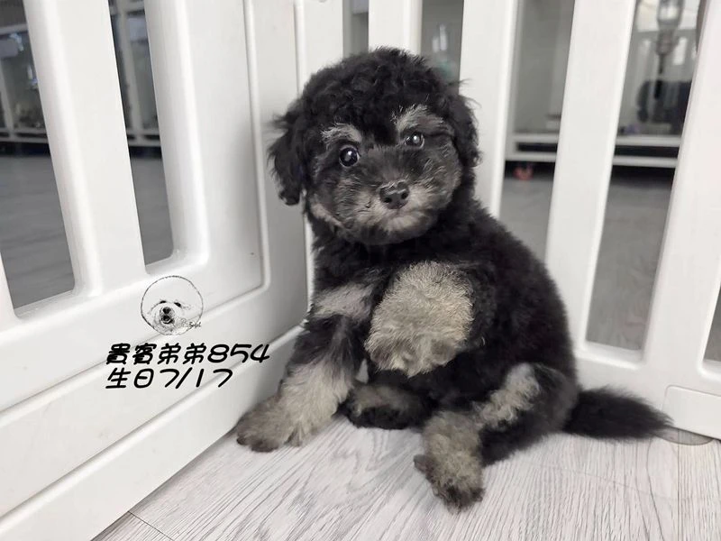 爆毛 大眼 幽靈貴賓弟弟854