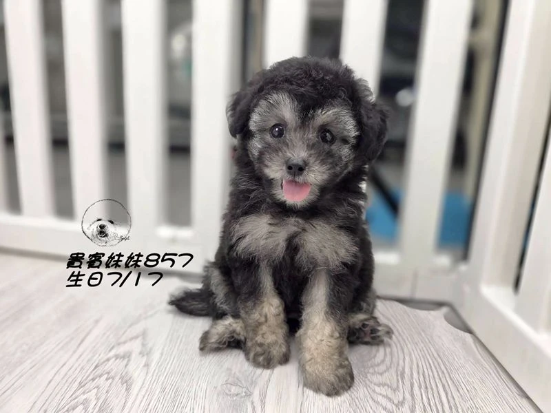 灰幽靈貴賓妹妹857(輕微厚道)