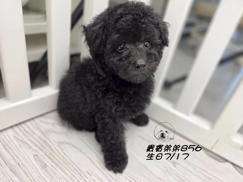 爆毛 巧克力灰貴賓弟弟856