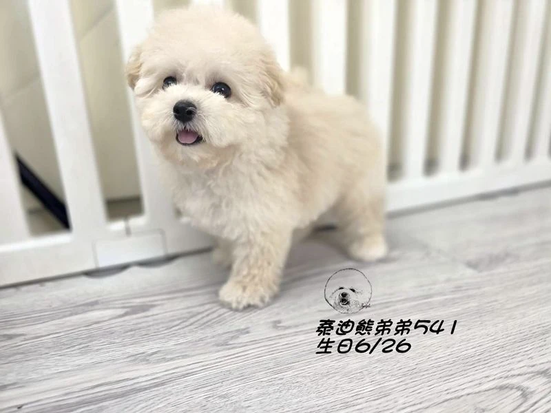 奶白泰迪熊 大眼 短吻 短腿 爆毛 弟弟541