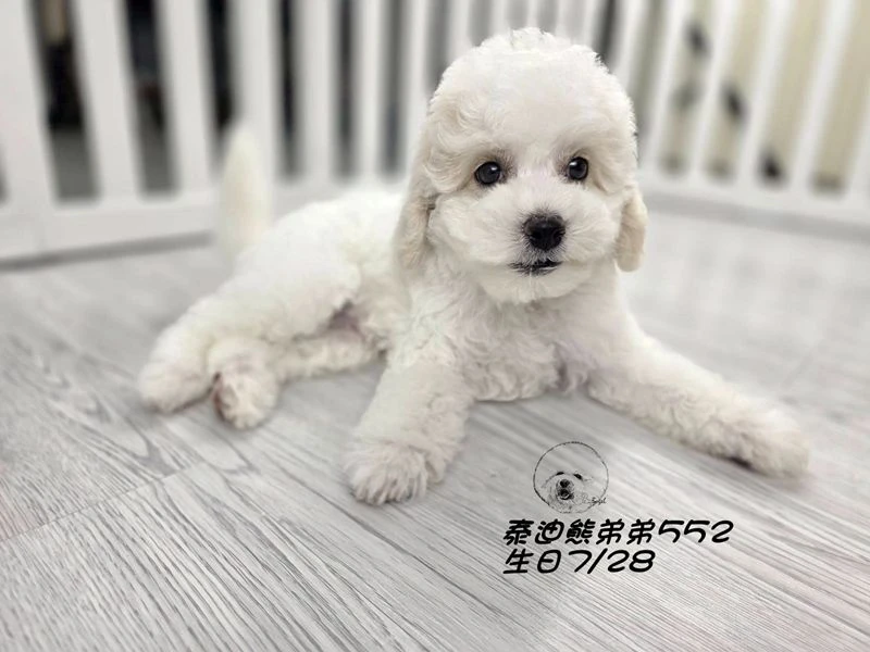 奶白花 泰迪熊 爆毛 弟弟552