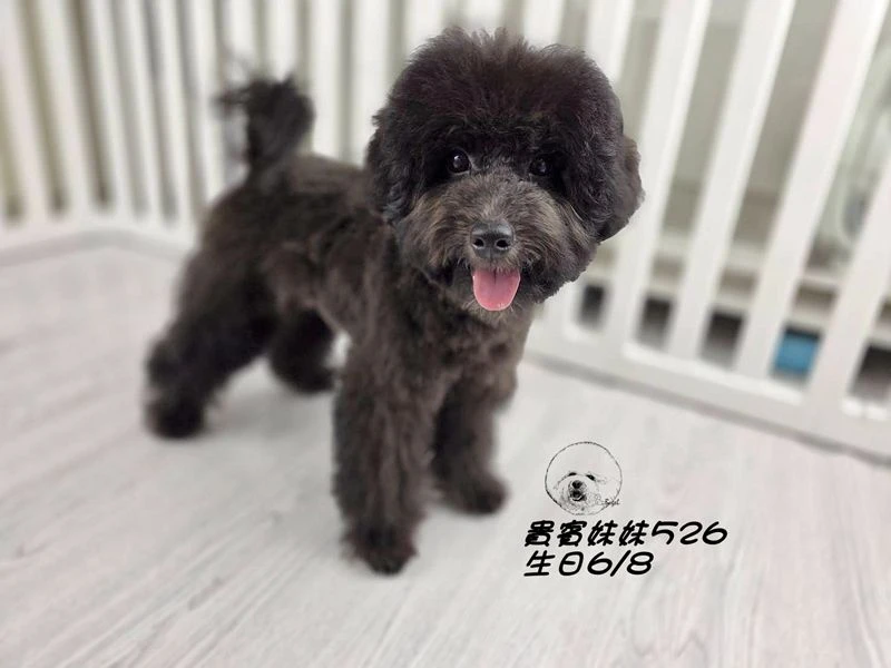 爆毛 黑貴賓妹妹526