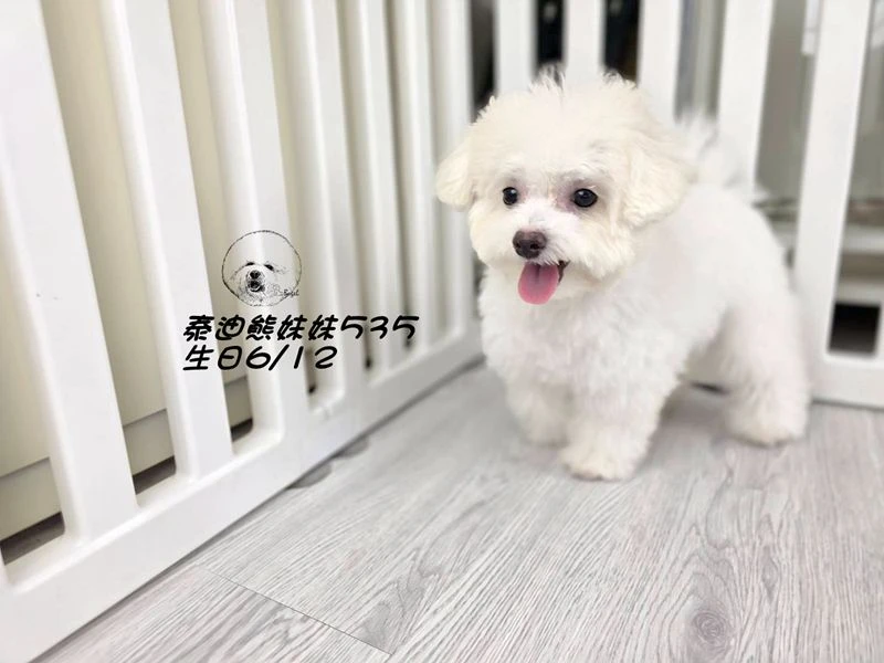 奶白泰迪熊 妹妹535(已預定)