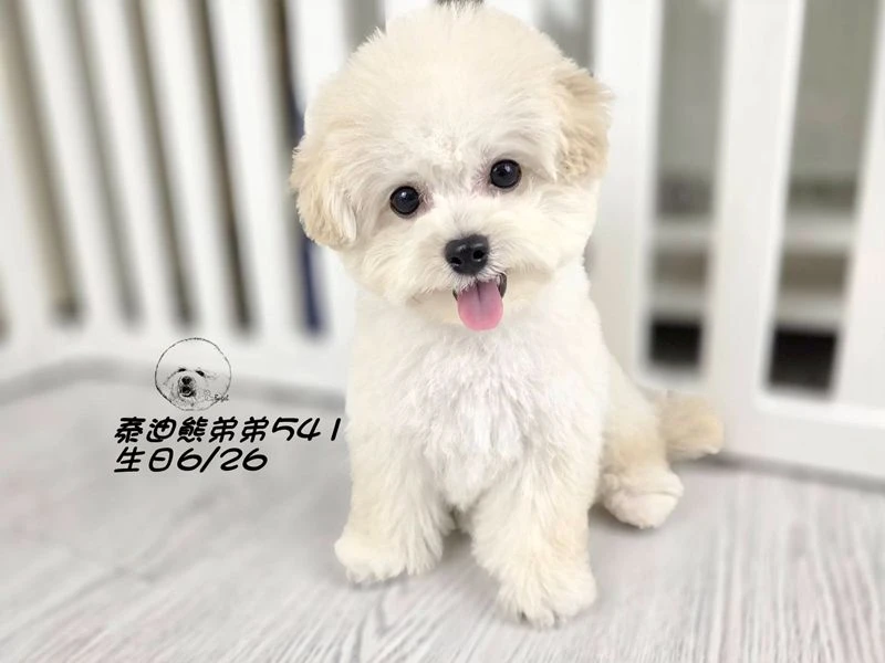 奶白泰迪熊 大眼 短吻 短腿 爆毛 弟弟541