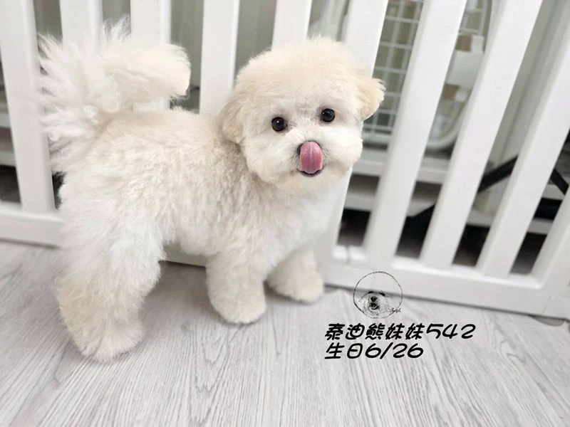 奶白泰迪熊 大眼 短吻 短腿 爆毛 妹妹542