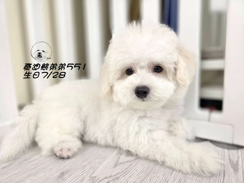 奶白花 泰迪熊 爆毛 弟弟551