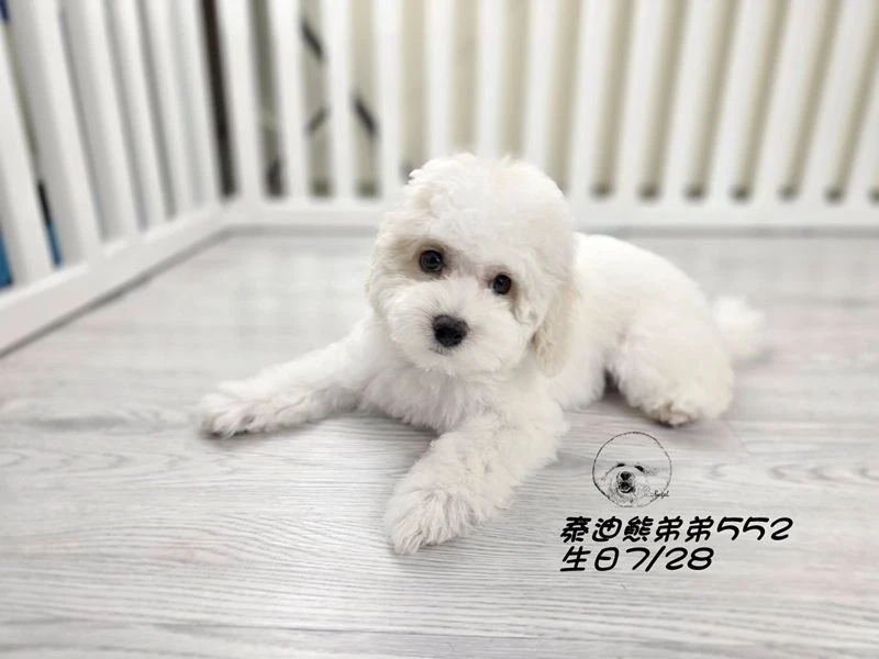 奶白花 泰迪熊 爆毛 弟弟552