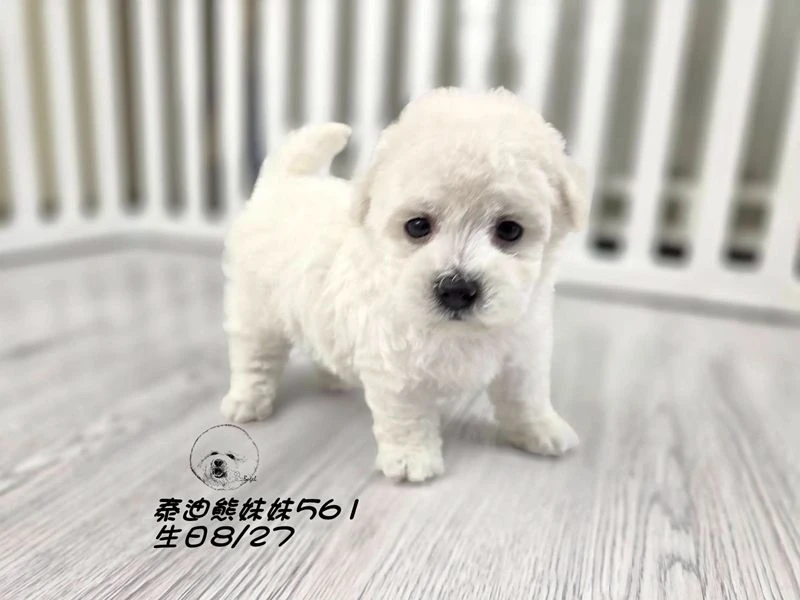 白泰迪熊 短腿 弟弟561