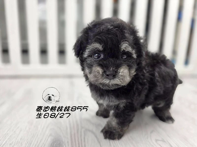 幽靈花泰迪熊 短腿 大眼 妹妹855