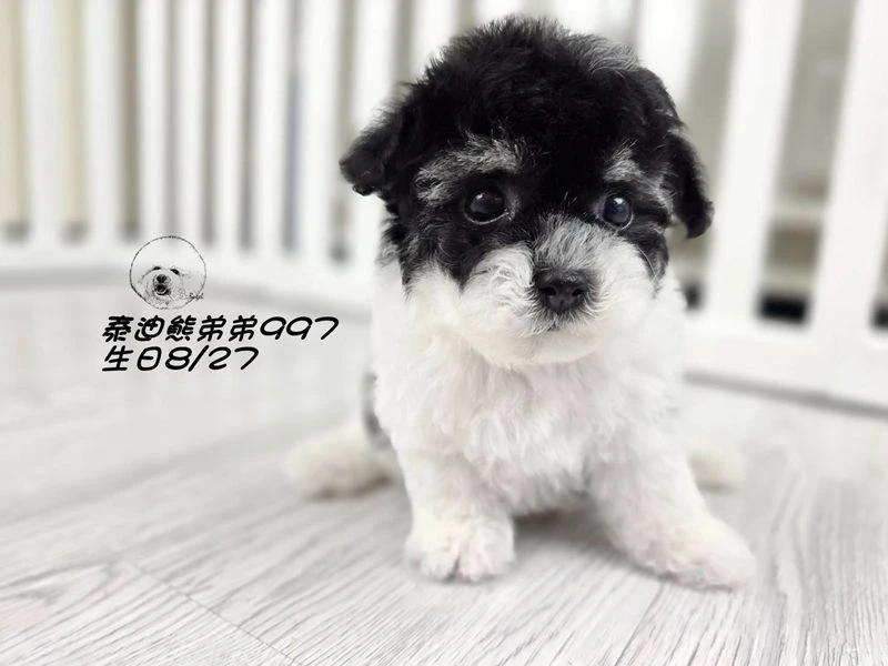 黑白花泰迪熊 短腿 大眼 弟弟997