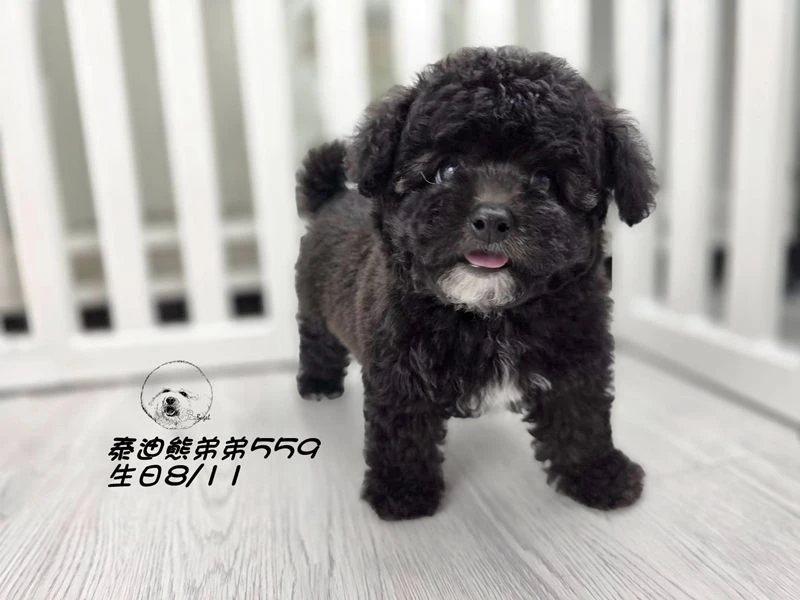 泰迪熊 短吻 短腿 大眼 爆毛 黑色弟弟559
