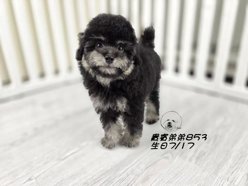 爆毛 大眼 灰幽靈貴賓弟弟853