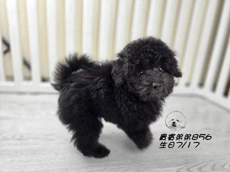 爆毛 巧克力灰貴賓弟弟856
