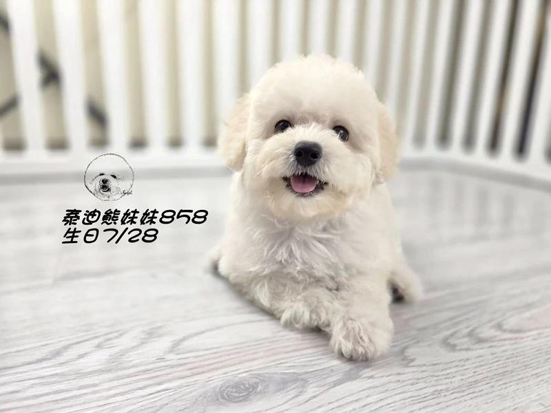 奶白泰迪熊 大眼 爆毛 妹妹858