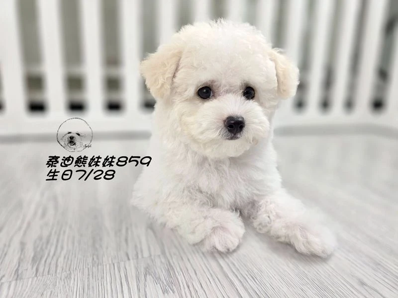 奶白泰迪熊 大眼 爆毛 妹妹859