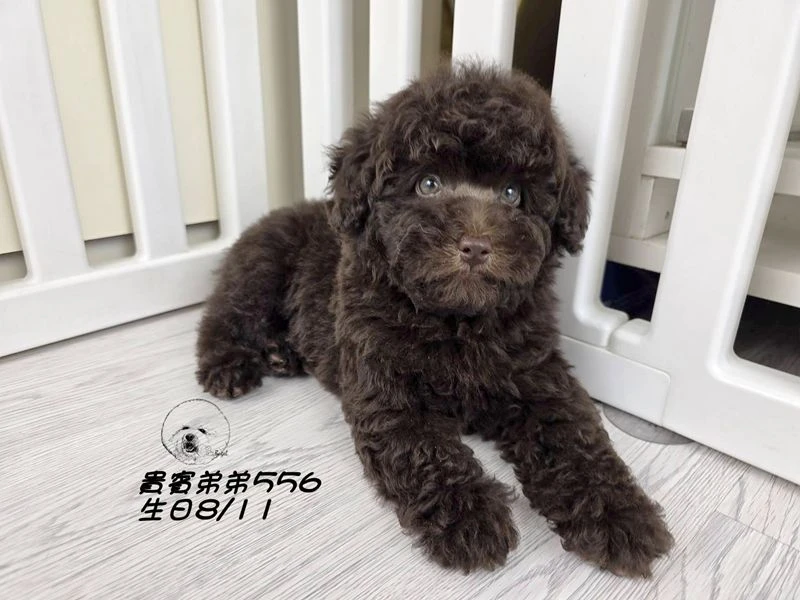 爆毛 巧克力貴賓 弟弟556