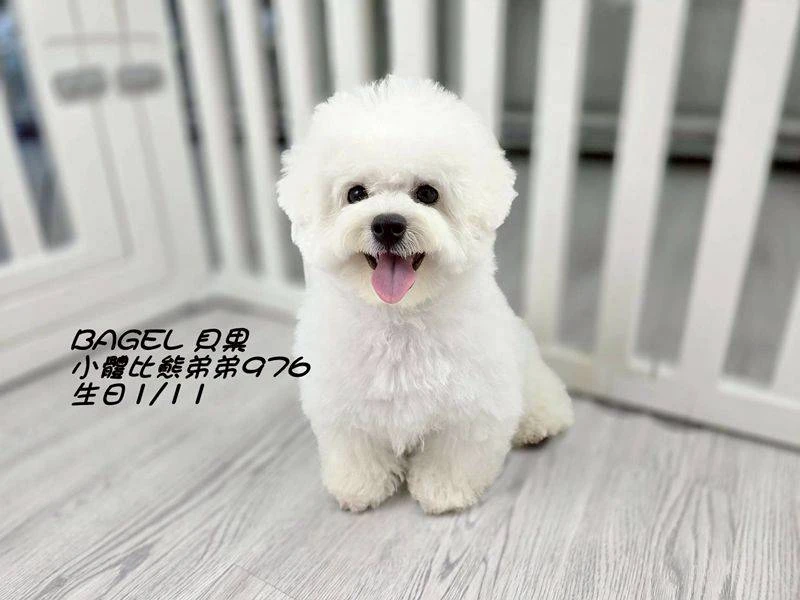 比熊弟弟976