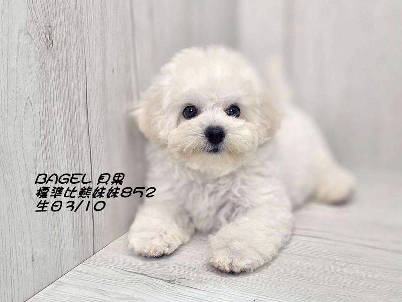 比熊妹妹852