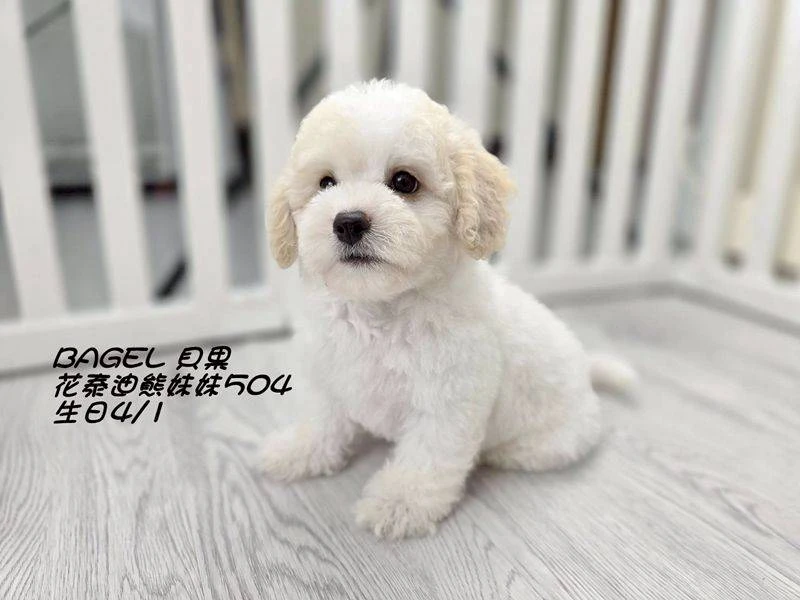 奶白花泰迪熊妹妹504